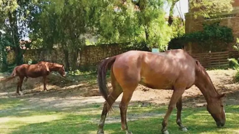 Parte de los caballos del Centro Ecuestre Tunari, durante el primer mes de cuarentena. Archivo