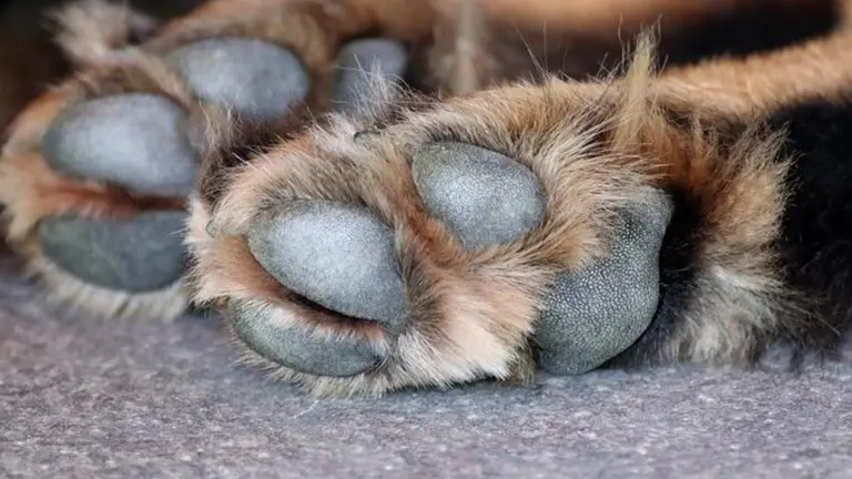 perrito