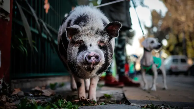 Tuti, el %22chancho%22 que anima la cuarentena de los vecinos de Buenos Aires.  EFE
