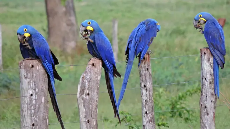 Las aves en peligro de extinci&oacute;n, amenazadas en el Pantanal.  EFE