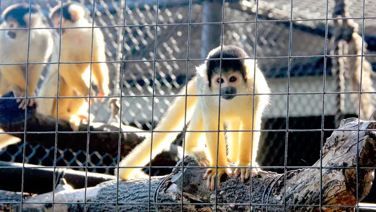 Vista de ejemplares de mono en el Zoológico Municipal de Santa Cruz. EFE