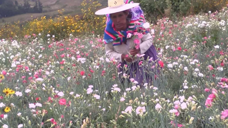 Una mujer cultiva flores en Cochabamba. CRÉDITO- Fedeflor