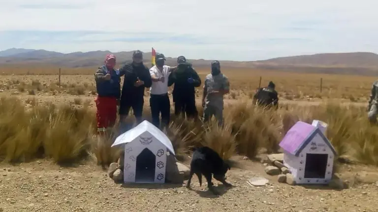 perritos
