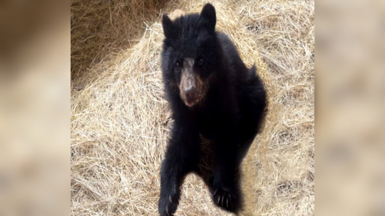 El oso andino "Juki". GADC