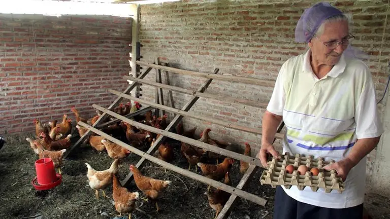 La menonita Mar&iacute;a Rengel trabaja en su granja de gallinas, el 9 de septiembre de 2020, en la comunidad Villa Nueva, en la regi&oacute;n boliviana de Santa Cruz (Bolivia).&nbsp;&nbsp;&nbsp; FUENTE: EFE