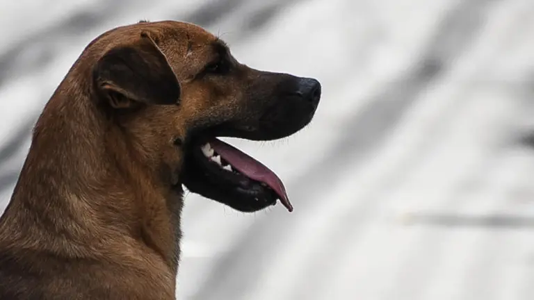 Imagen referencial de un perro. Dico Solís