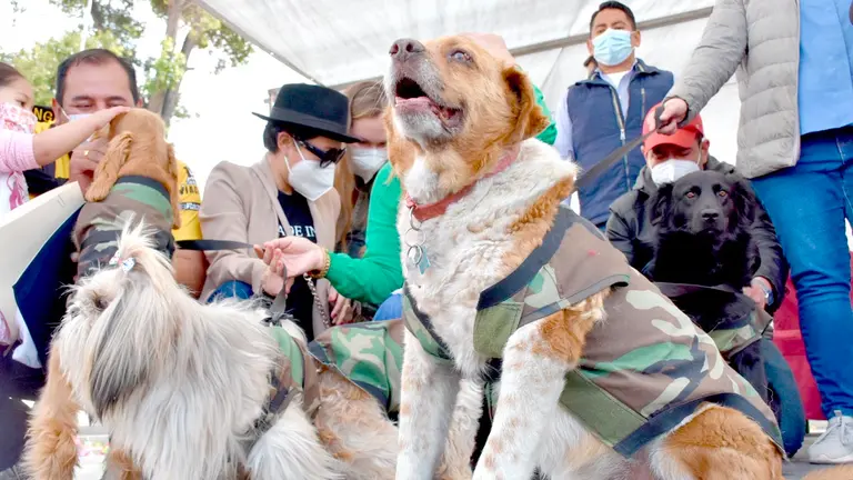 Mascotas de la presidenta interina boliviana, Jeanine Áñez, durante un evento en La Paz. EFE