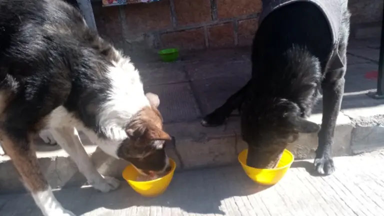 Dos perros, a la hora de alimentarse. Archivo