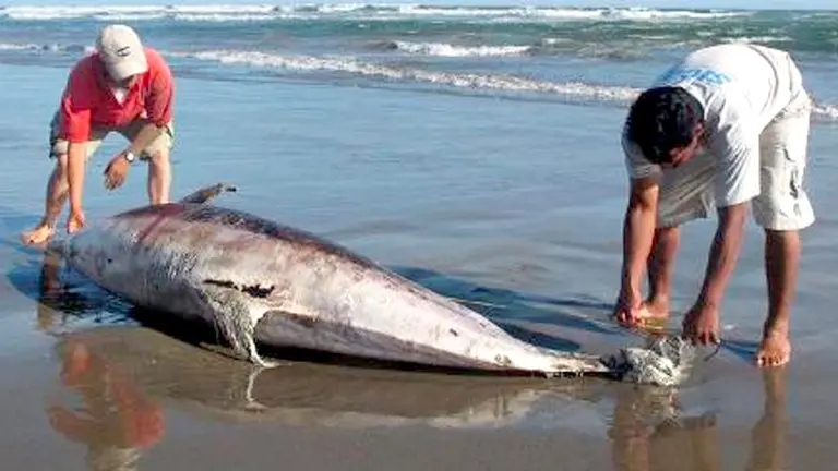 Decomisan en Perú 11 toneladas de tiburones mutilados procedentes de Ecuador. EFE