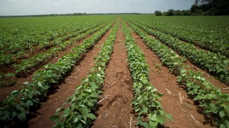 Imagen referencial de cultivos agr&iacute;colas. EFE