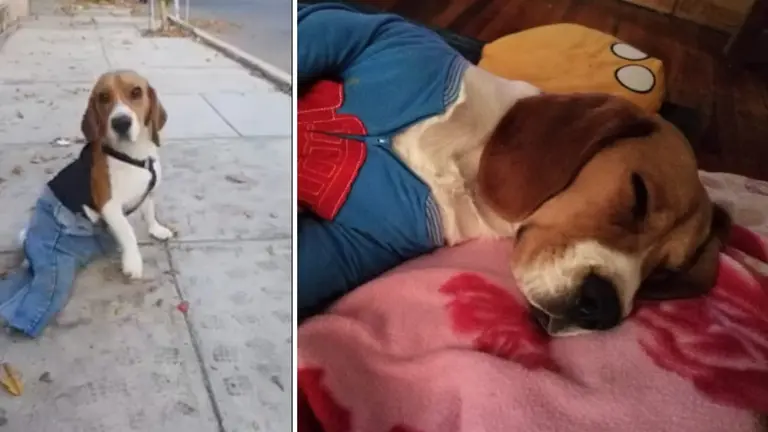 Lucas en su nuevo hogar. GENTILEZA