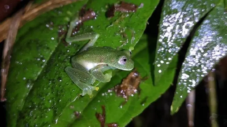 La rana de cristal de Bejarano. PARQUE NACIONAL CARRASCO