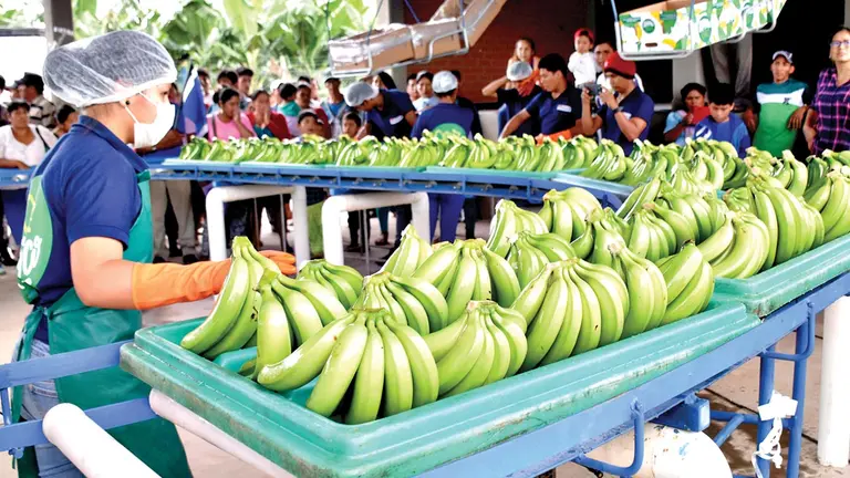 Productores del Trópico lavan los plátanos de exportación.    C&aacute;mara Agropecuaria de Cochabamba