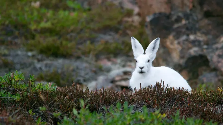 Fotograf&iacute;a de un conejo en las monta&ntilde;as. Pixabay