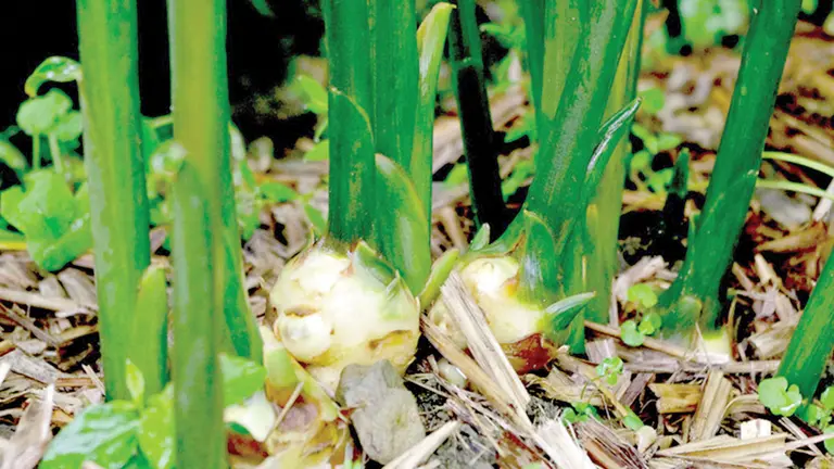 Un huerto en el que crecen plantas de jengibre. MUY INTERESANTE