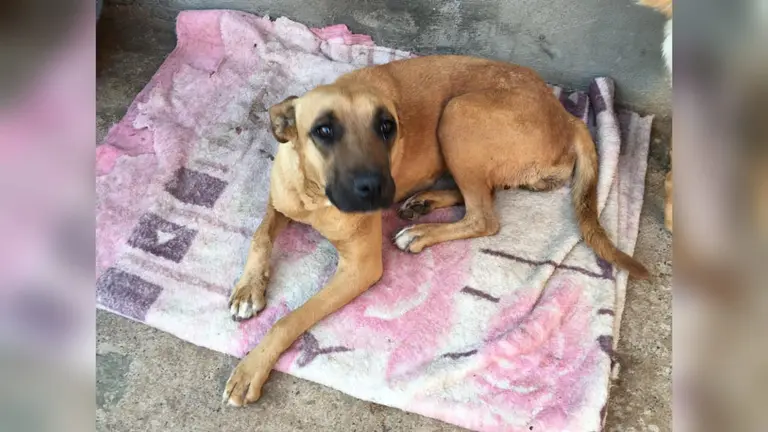 Choquita es parte de los 79 canes que buscan un hogar en el refugio Chocolate.