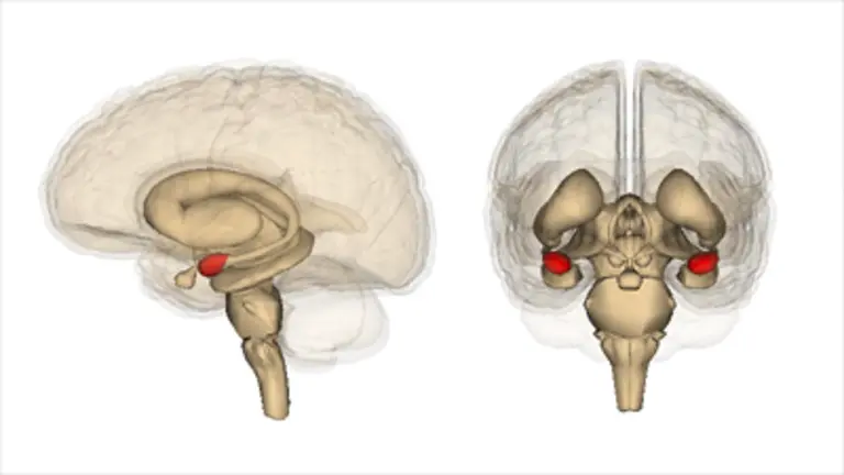 Imagen de un estudio nanoscopico en el cerebro. EFE