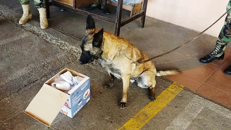 Una imagen de Rouse, la can antidrogas que detect&oacute; el cargamento de coca&iacute;na en Cochabamba. FELCN