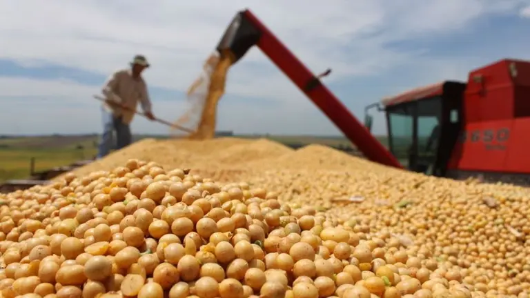Producci&oacute;n agropecuaria de soya en Santa Cruz./ ARCHIVO