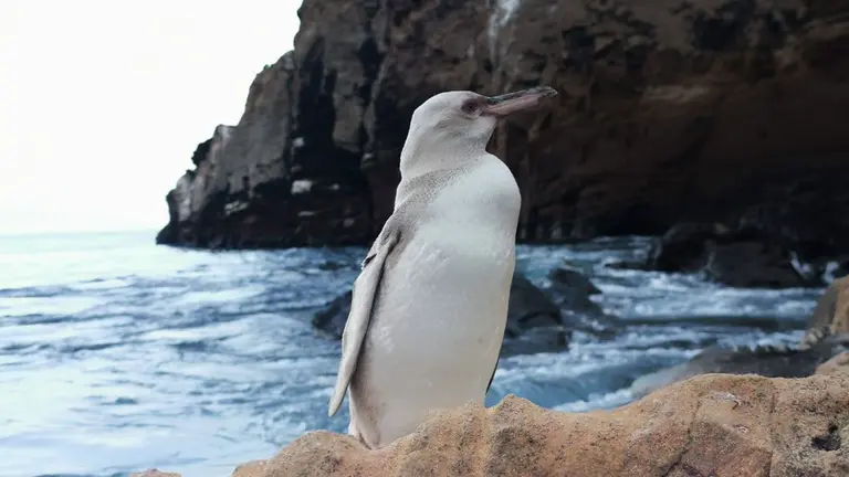 Avistan en Gal&aacute;pagos un ping&uuml;ino con leucismo. EFE