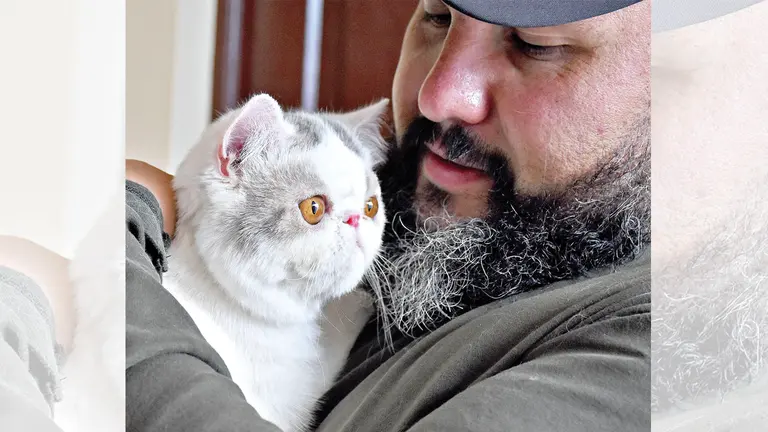 Un gato de raza Exótico, creado artificialmente entre el cruce de un persa y un americano, libre de sida y leucemia. Dico Solís
