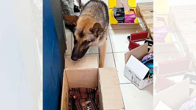 Gunar, can antinarcóticos, halla paquete con droga en el aeropuerto de Viru Viru. FELCN