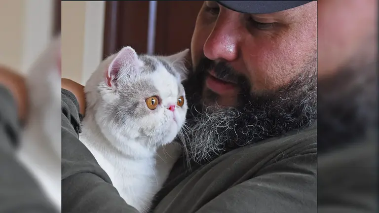 Un gato de raza Exótico, creado artificialmente entre el cruce de un persa y un americano, libre de sida y leucemia. CR&Eacute;DITO: Dico Sol&iacute;s