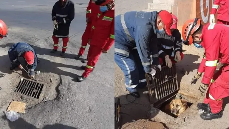 Bomberos rescatan al can que estaba atrapado en un desag&uuml;e. RRSS BOMBEROS