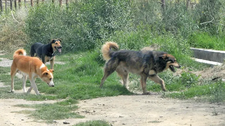 Un grupo de perros merodeando en Sipe Sipe. ARCHIVO