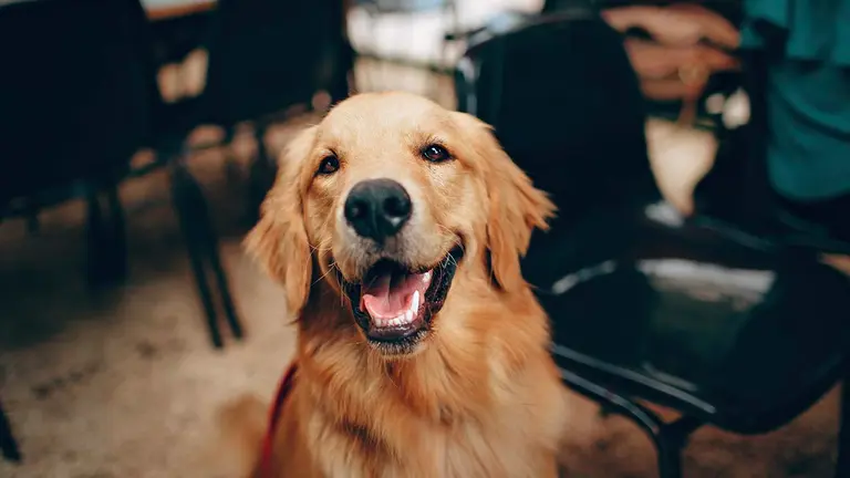 Un perro de raza golden retriever.