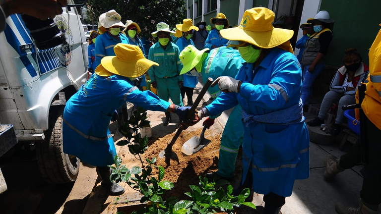 Personal de la Alcald&iacute;a realiza el plantado de &aacute;rboles en la avenida Hero&iacute;nas. NO&Eacute; PORTUGAL