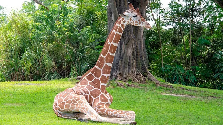 "Pongo", una jirafa macho que por ser la m&aacute;s alta de la manada figuraba entre las principales atracciones del Zool&oacute;gico de Miami. EFE