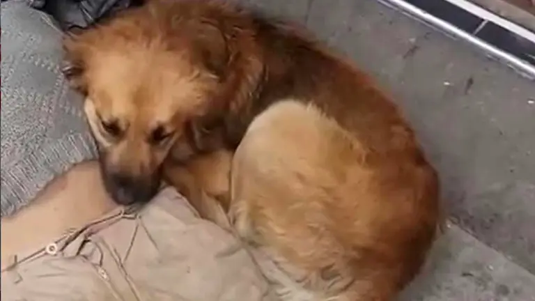 El can que acompa&ntilde;aba al indigente que falleci&oacute; en La Paz.