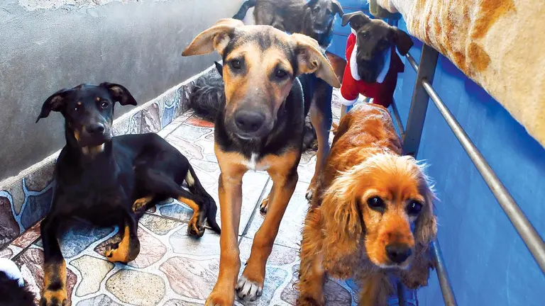 Canes se refugian de la lluvia en un albergue.  NOÉ PORTUGAL