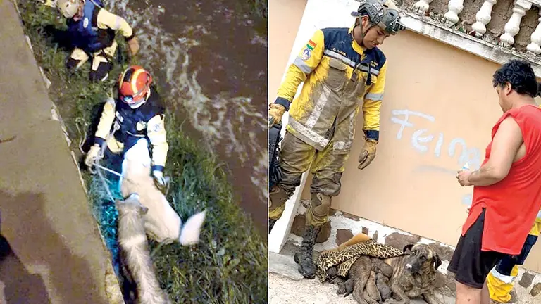 Un bombero de GEOS Bolivia sostiene a un can que cayó a un canal (izquierda). Bomberos y un vecino junto a perro salvado. GEOS BOLIVIA