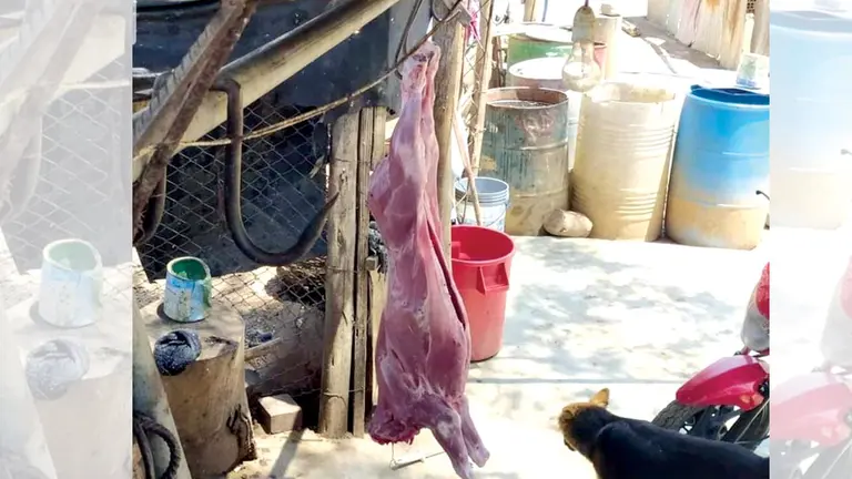 Los propietarios del matadero clandestino tenían el cuerpo de un animal a la intemperie. ALCALDÍA DE COCHABAMBA