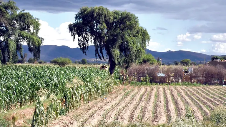 Sembradíos en la región del Valle Alto. DICO SOLÍS