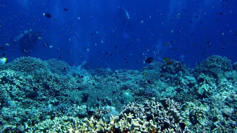Una fotograf&iacute;a del fondo del oceano. EFE