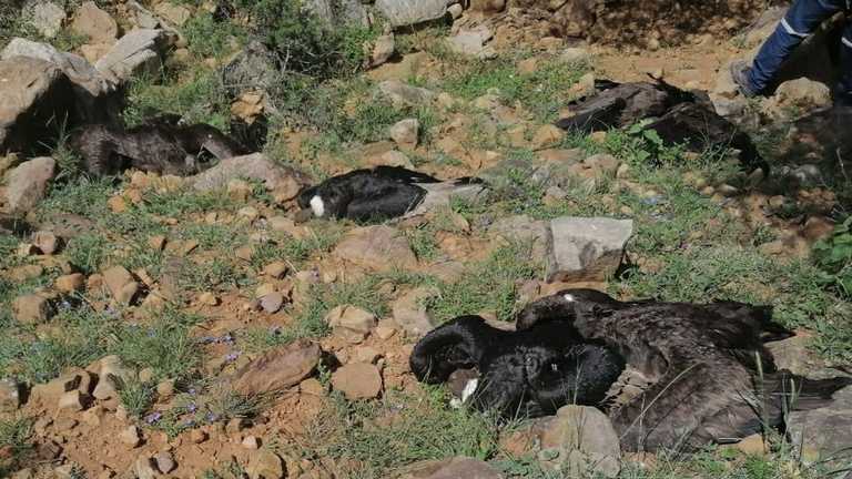 Los c&oacute;ndores hallados sin vida por efectivos de Pofoma, en Tarija. BIOPARQUE URBANO