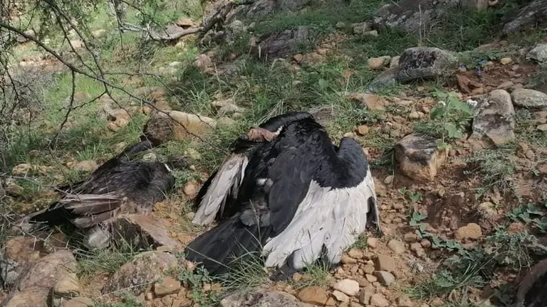 Los cuerpos de c&oacute;ndores muertos en Tarija. Bioparque Urbano Tarija