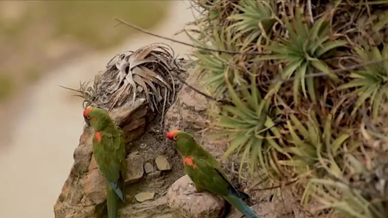 Dos parabas frente roja en Mizque. CAPTURA DE VIDEO GOBERNACI&Oacute;N