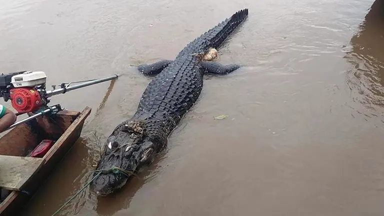 Foto de un caim&aacute;n negro en una localidad del TIPNIS. Urgente