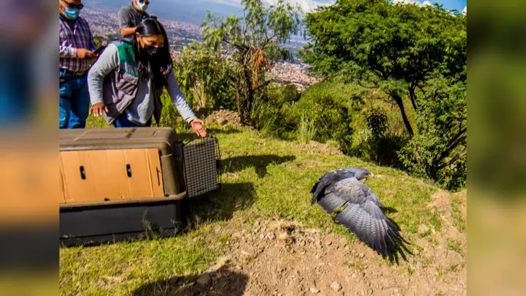 Personal de Medio Ambiente de la Alcald&iacute;a de Cochabamba procede con la liberaci&oacute;n del &aacute;guila mora en el parque Tunari. GAMC
