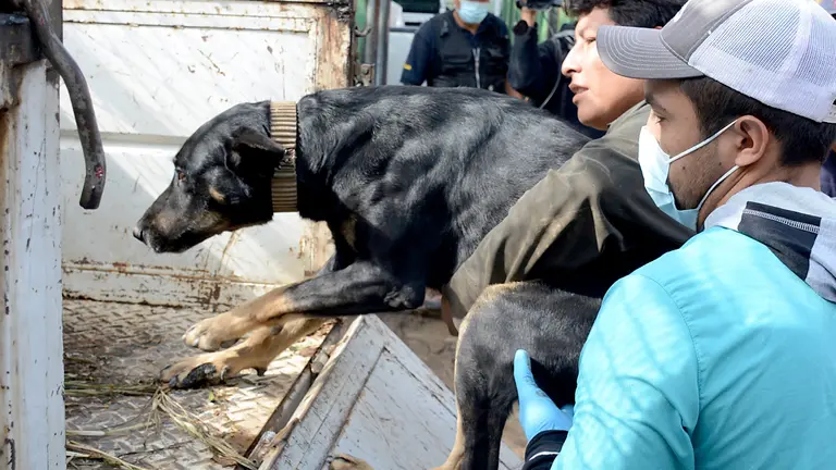 Uno de los canes trasladados a Zoonosis para que sea vigilado durante 14 días. DICO SOLÍS