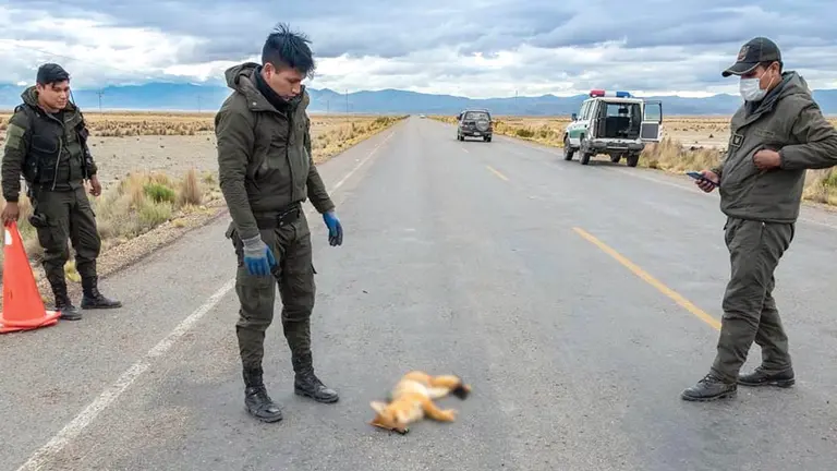 Un uniformado levanta el cadáver de un zorro atropellado en la vía hacia el Salar de Uyuni. Pedro Laguna-Facebook