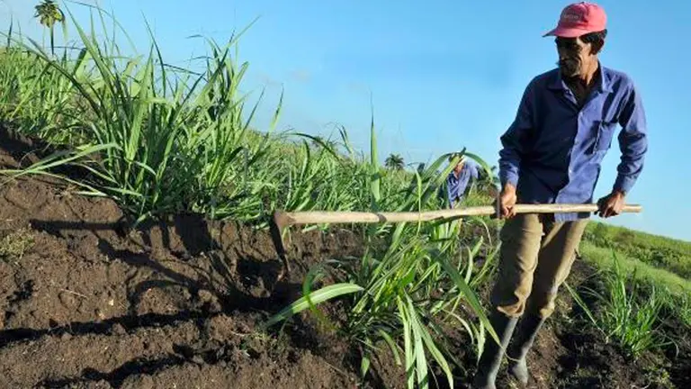 En el oriente de Bolivia, precisamente, se encuentra la región de Santa Cruz, motor agrario y que acumula gran parte de los cultivos que se dan en el país andino. EFE