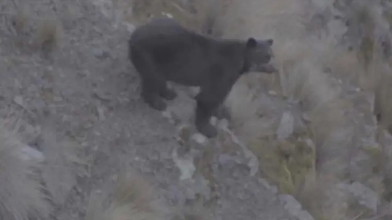 Vista de un oso jucumari en Cotapata en La Paz. Captura de Sernap