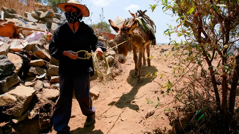 Estela Gaspar trabaja acarreando agua con burros, para venderla a los habitantes del poblado Tecacalanco Santa Cruz, en Ciudad de México. EFE