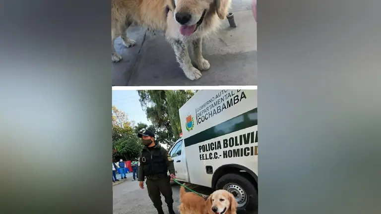 Max, el perro ciego y sordo que adopt&oacute; la Polic&iacute;a Tur&iacute;stica. ARCHIVO