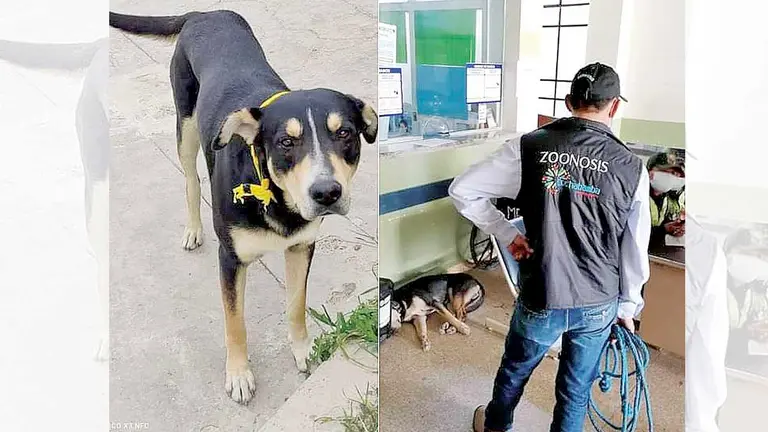 Imágenes que circulan en redes sociales sobre uno de los perros que vivía en la CNS y fue retirado por Zoonosis. Facebook